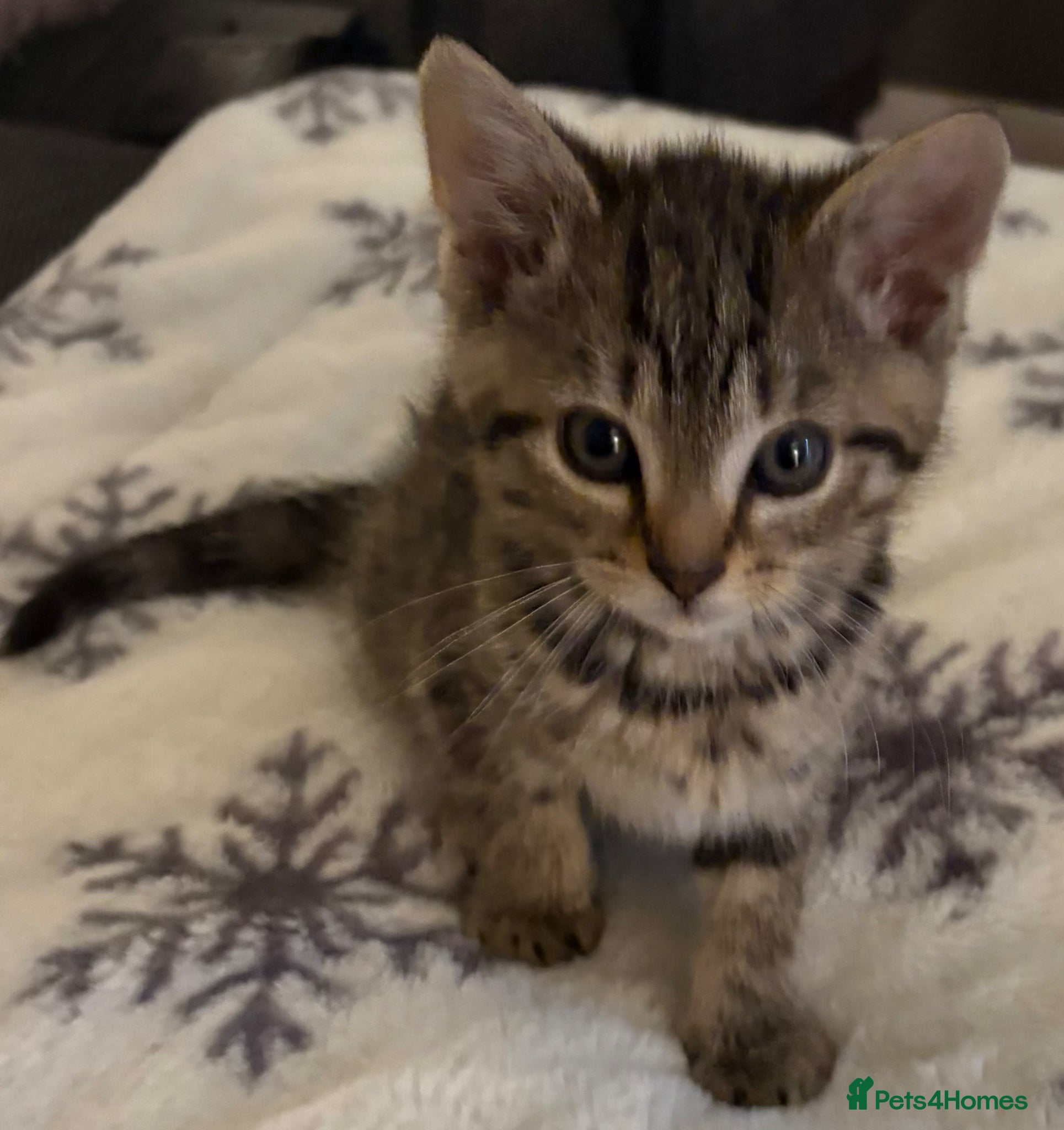 Mixed Breed cats Bengal/Tabby Kitten 12 weeks old - Advert 7