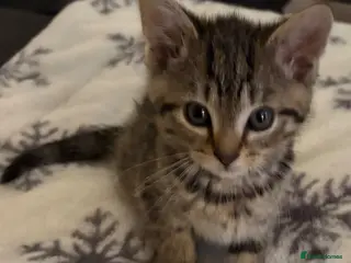 Mixed Breed cats Bengal/Tabby Kitten 12 weeks old - Advert 1