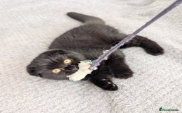 Scottish Fold cats for sale: Beautiful kittens are looking for a new home🥰✨ - Image 5