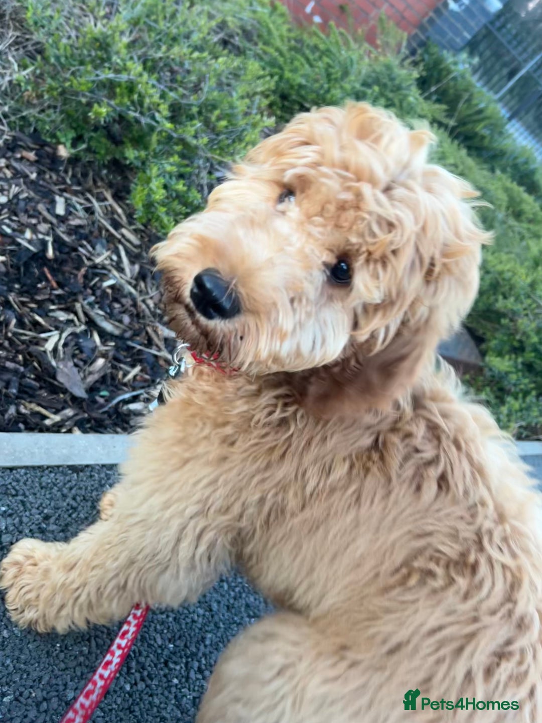 Irish Doodle dogs for sale: Irish Doodle - Image 6