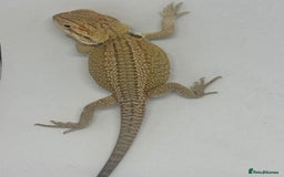 Bearded Dragon reptiles for sale: Baby beardies - Image 12