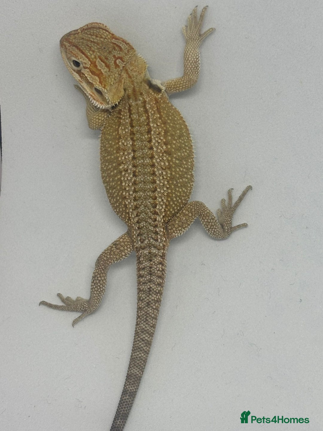 Bearded Dragon reptiles for sale: Baby beardies - Image 12