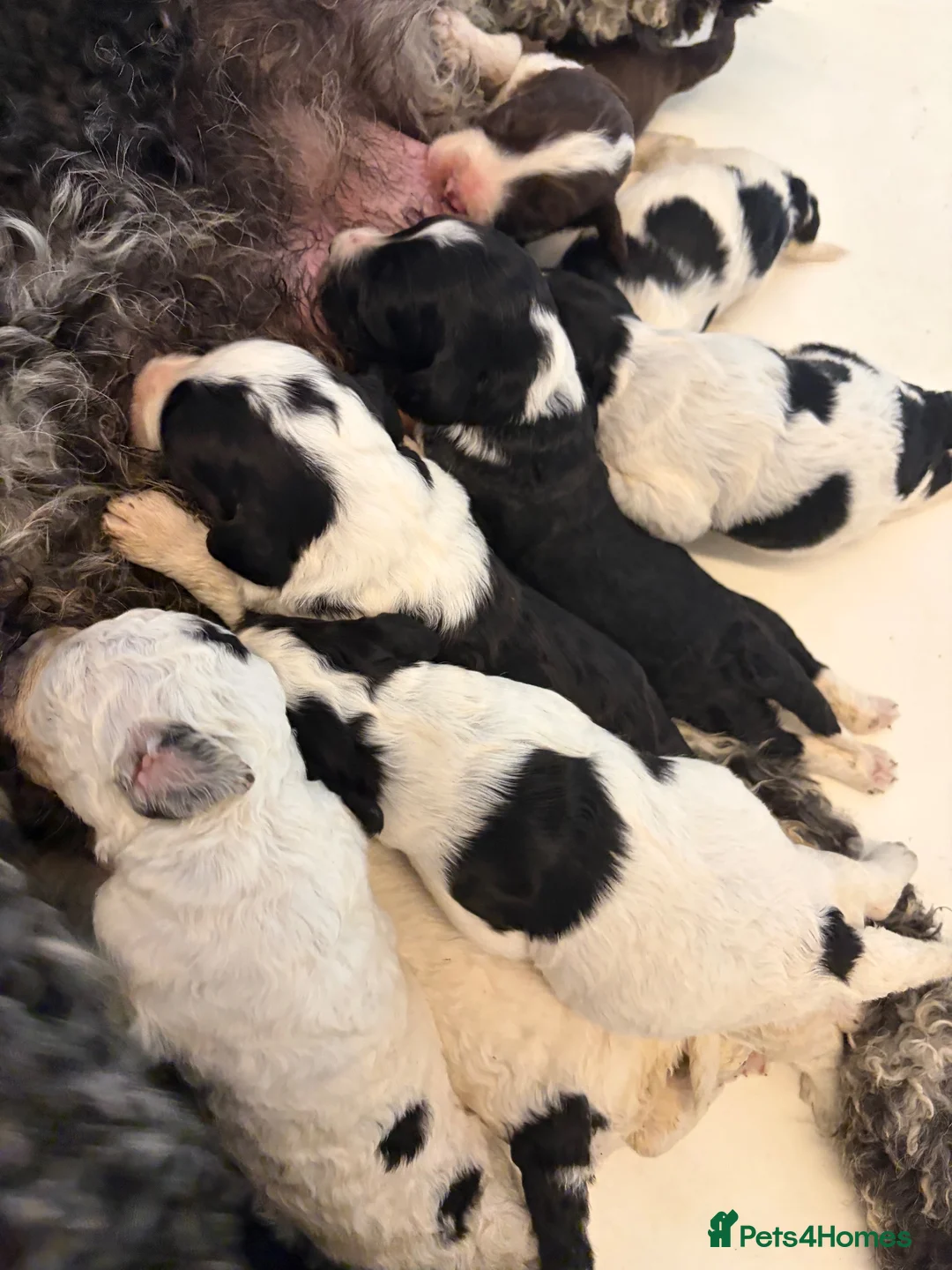 Sheepadoodle dogs for sale: Midi Size Sheepadoodle Medium  - Advert 2