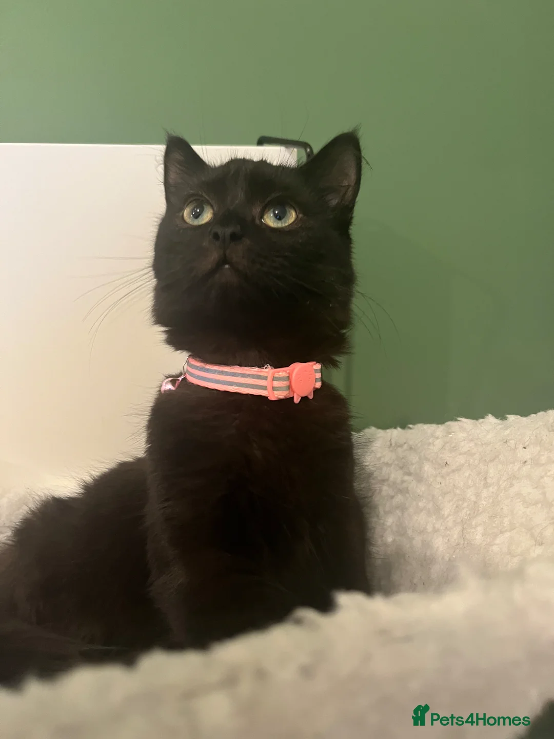 Mixed Breed cats for sale: female cat - Advert 1