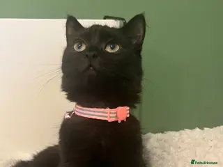 Mixed Breed cats female cat - Advert 2