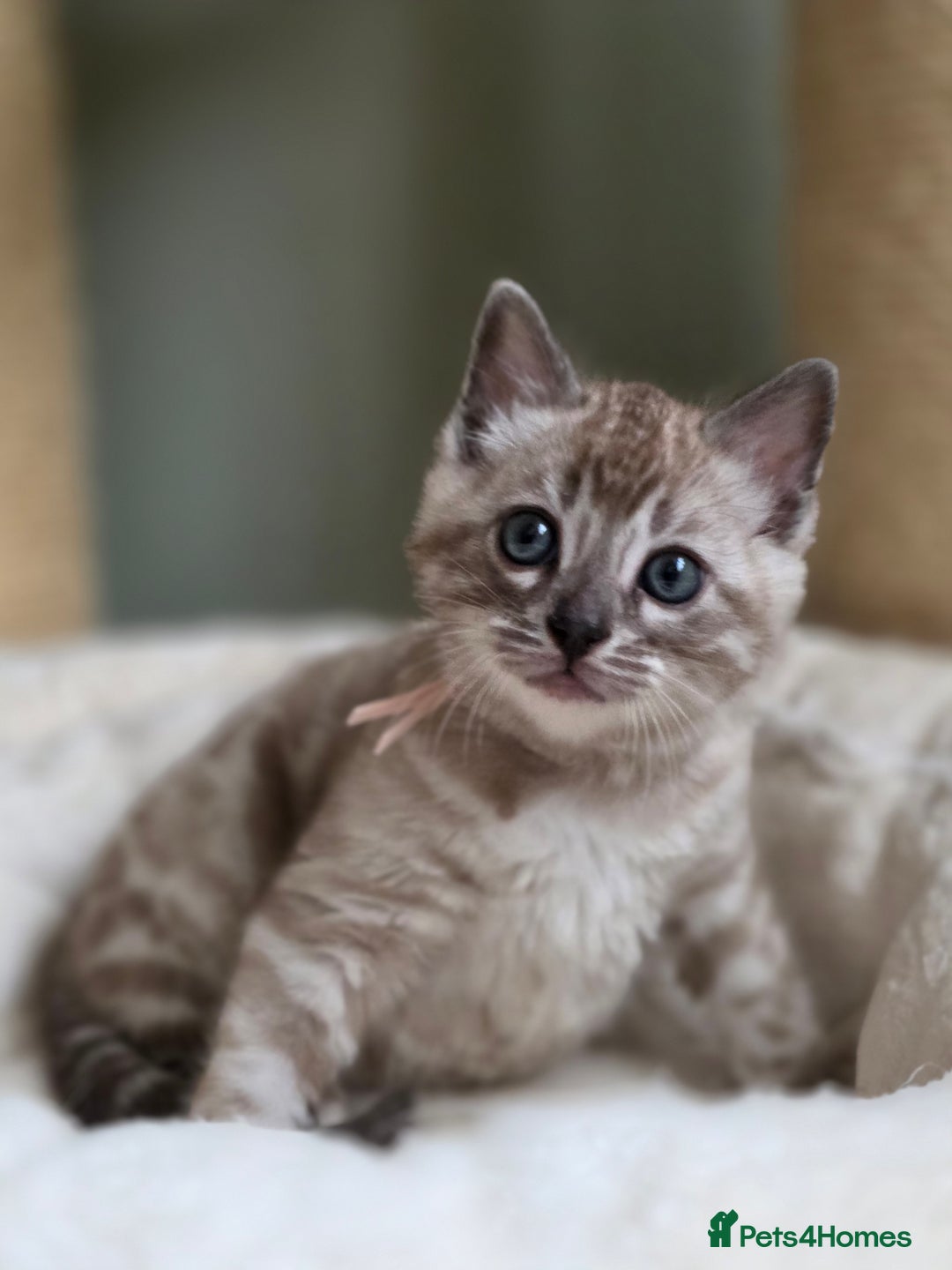 Bengal cats for sale: ❄️ Gorgeous Snow and Charcoal Bengals ❄️  - Advert 16