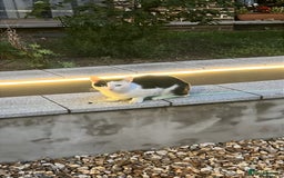 British Shorthair cats for sale: Milo- Tuxedo cat - Image 2
