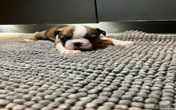 French Bulldog dogs for sale: ♥️Litter of 6 French Bulldog Puppies♥️ - Advert 7