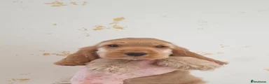 Cocker Spaniel 2