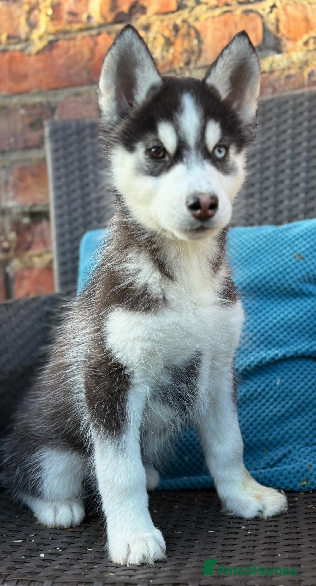Siberian Husky dogs for sale: Siberian husky puppies - Image 6