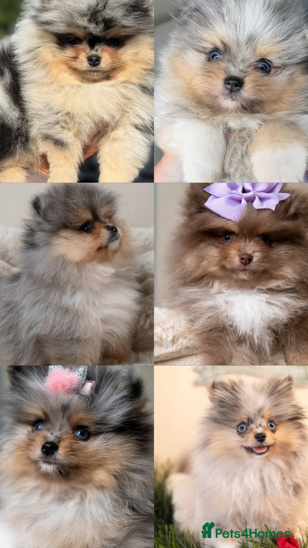 Pomeranian dogs for stud: PERFECT MERLE STUD🌎 experienced ✅ proven✅ in Wolverhampton - Advert 7