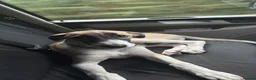 Lurcher dogs for sale: Lurcher Puppy in Bishops Castle - Advert 2