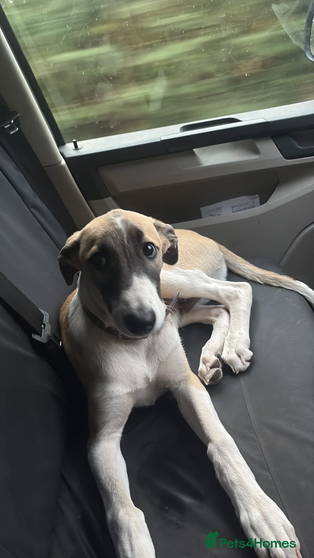 Lurcher dogs for sale: Lurcher Puppy in Bishops Castle - Advert 2