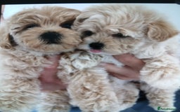 Maltipoo dogs for sale: Multiple puppies  - Image 6