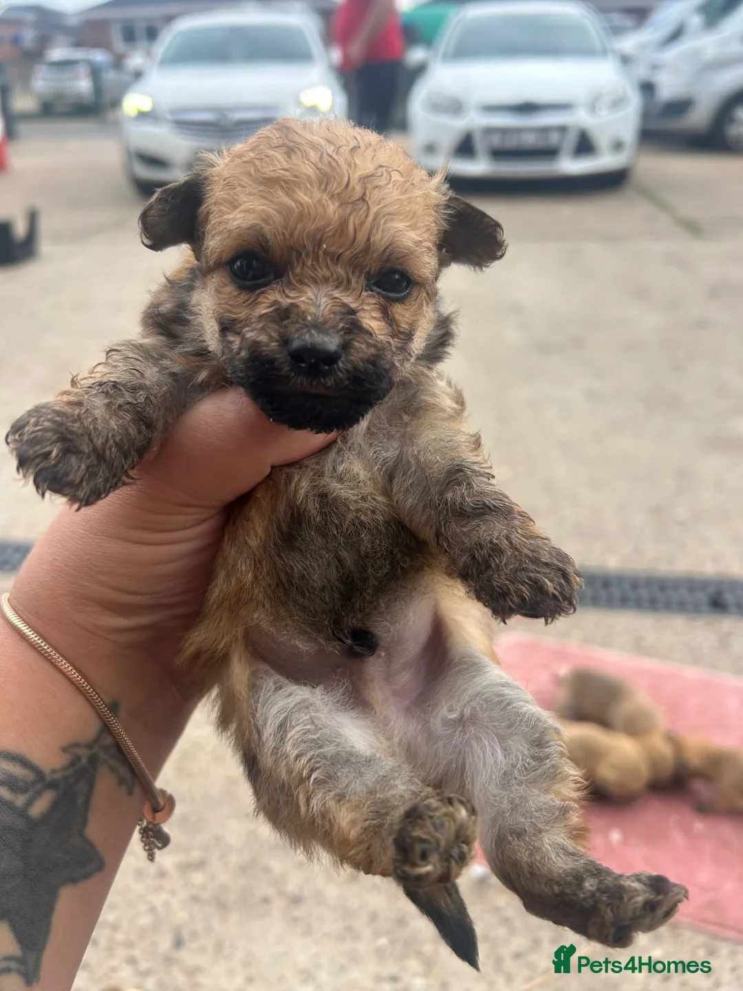 Mixed Breed dogs for sale: Yorkshire terrier cross in Gainsborough - Advert 2
