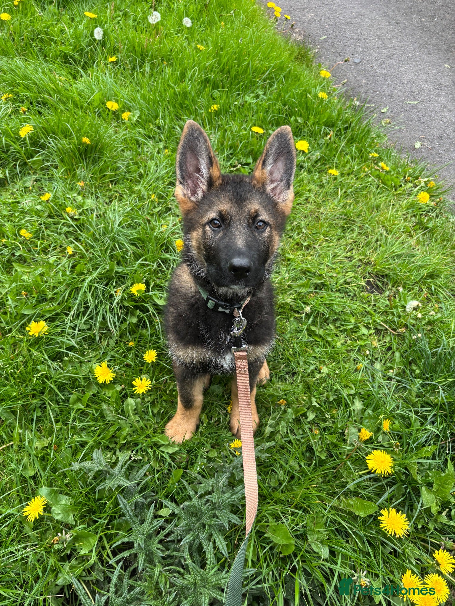 German Shepherd dogs Kenzo - Advert 1