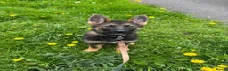 German Shepherd dogs for sale: Kenzo in Halifax - Advert 1