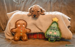 Cockapoo dogs for sale: Beautiful Cockapoo Puppies - Ready mid December - Image 9