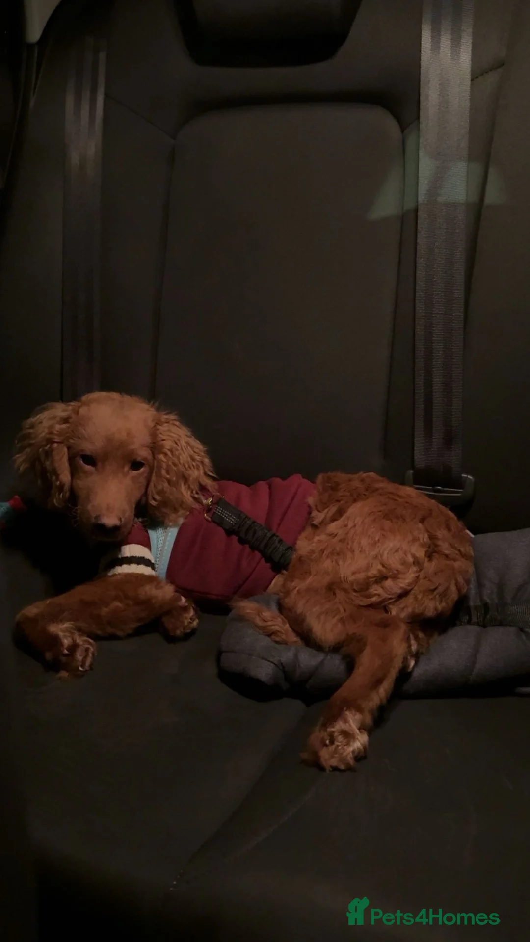 Cockapoo dogs for sale: 8 Month old male cockapoo - Advert 3