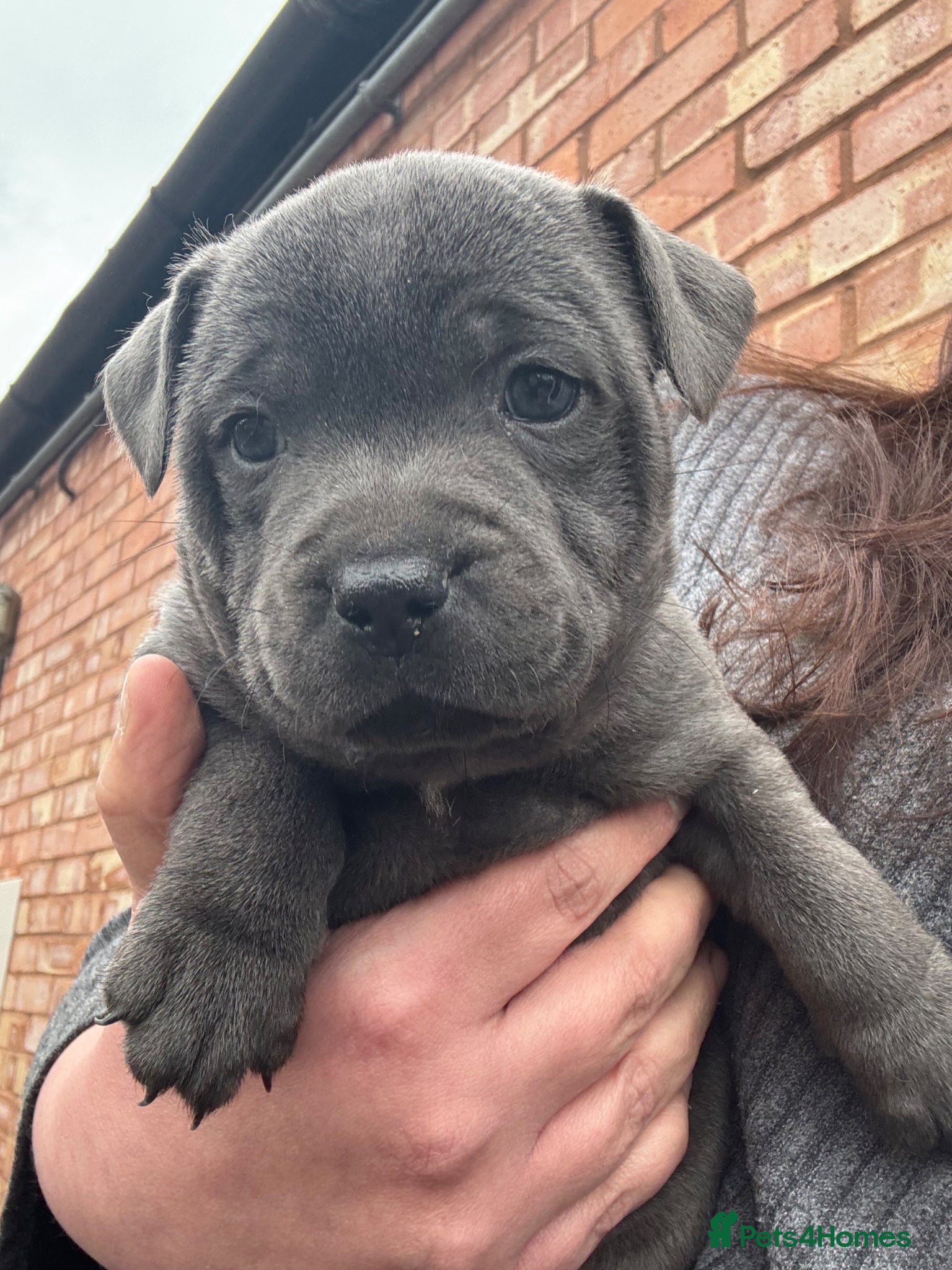 Staffordshire Bull Terrier dogs 10 kc registered staffy puppies - champion lines - Advert 3