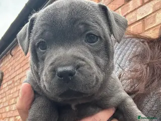Staffordshire Bull Terrier dogs 10 kc registered staffy puppies - champion lines - Advert 3
