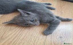 Mixed Breed cats for sale: Mix Russian and ragdoll - Image 2