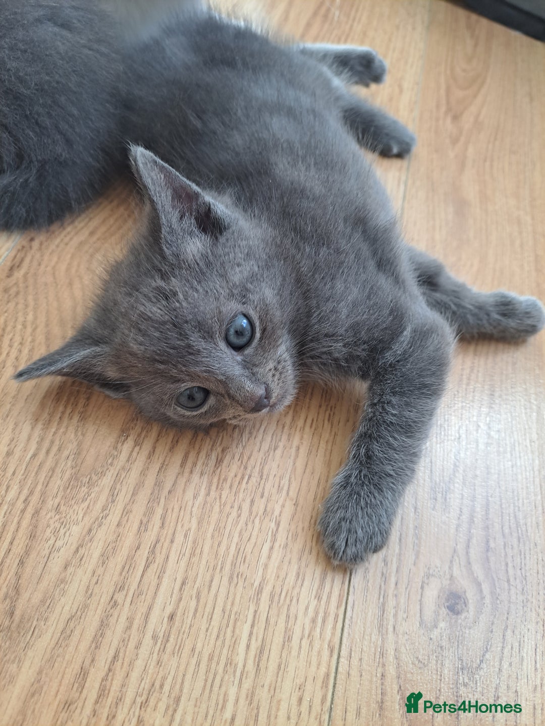 Mixed Breed cats for sale: Mix Russian and ragdoll - Image 2