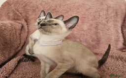 Siamese cats for sale: Adorable Siamese kittens ready to leave - Image 6