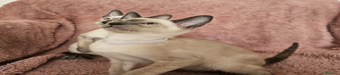 Lilac point boy