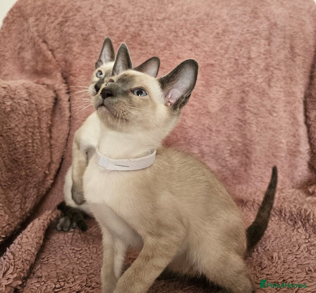 Siamese cats for sale: Adorable Siamese kittens ready to leave - Image 6