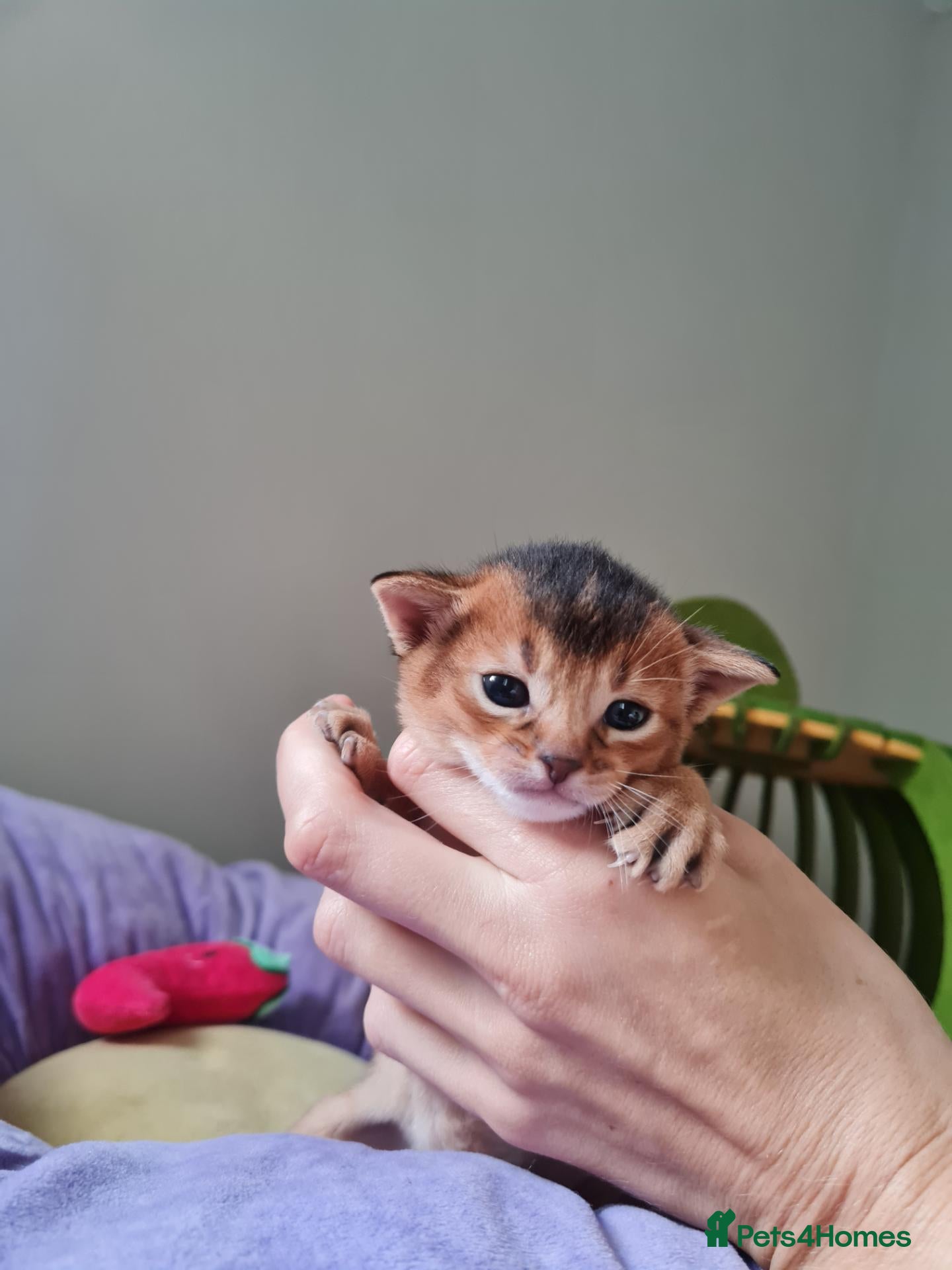 Abyssinian cats One beautiful Abyssinian boy - Advert 3