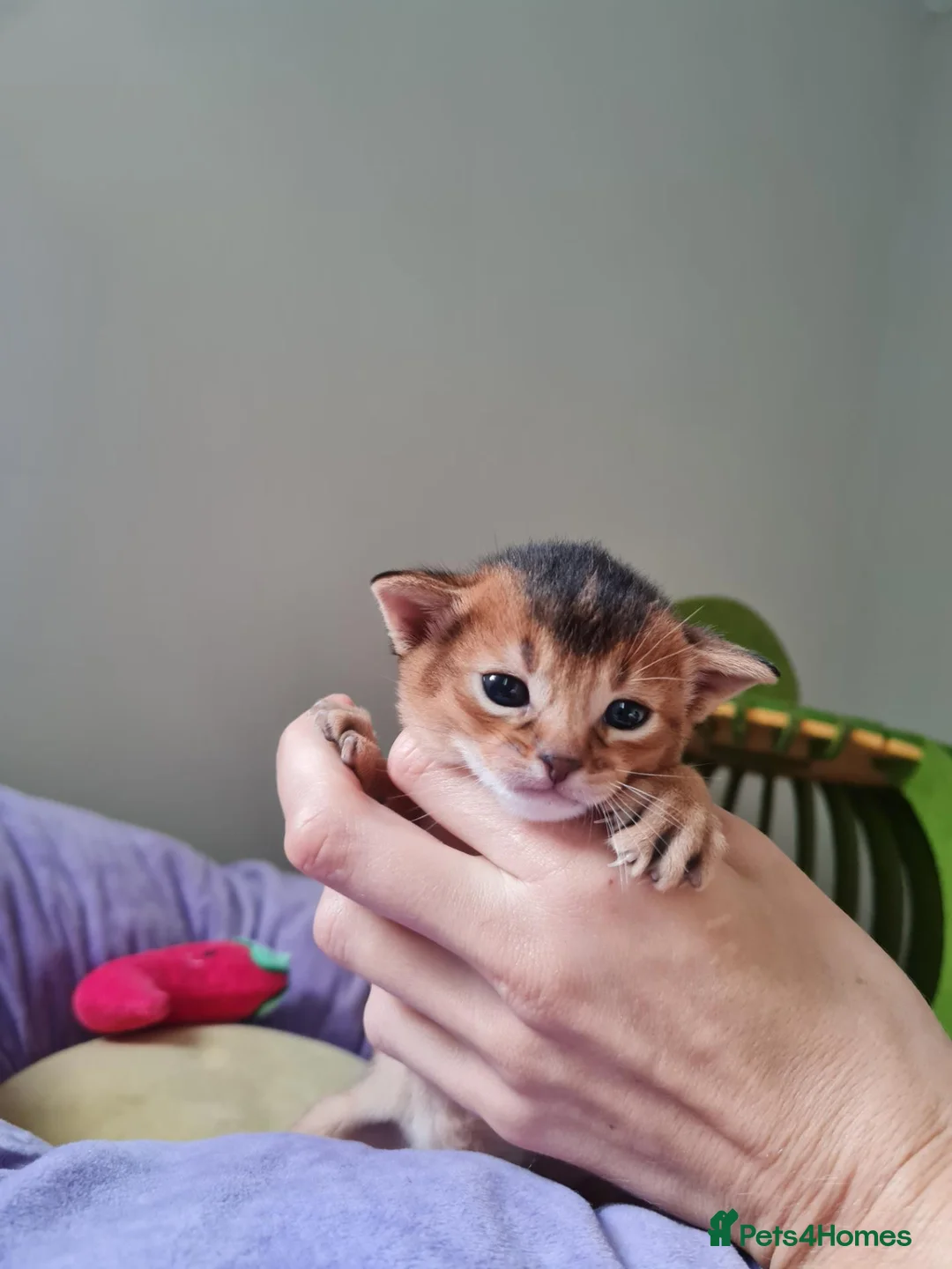 Abyssinian cats for sale: One beautiful Abyssinian boy - Advert 1