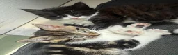 Mixed Breed cats for sale: Two adorable mixed breed kittens, ready now.  - Advert 2