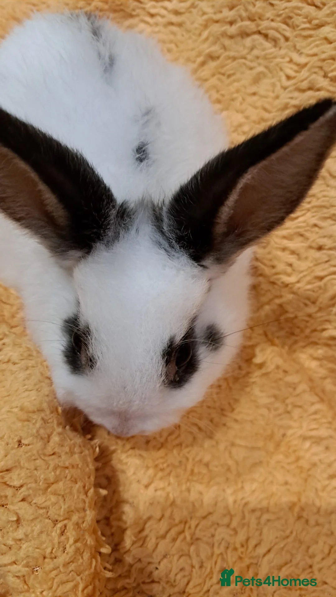 Mini Lion Lop rabbits for sale: Mini lop lion - Advert 16