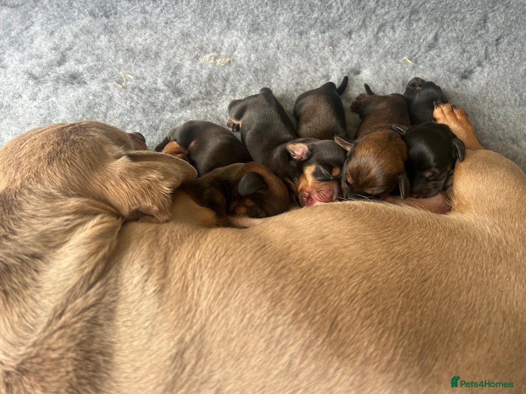 Miniature Dachshund dogs for sale: 🌟 1 GIRL remaining 💕 - Advert 4