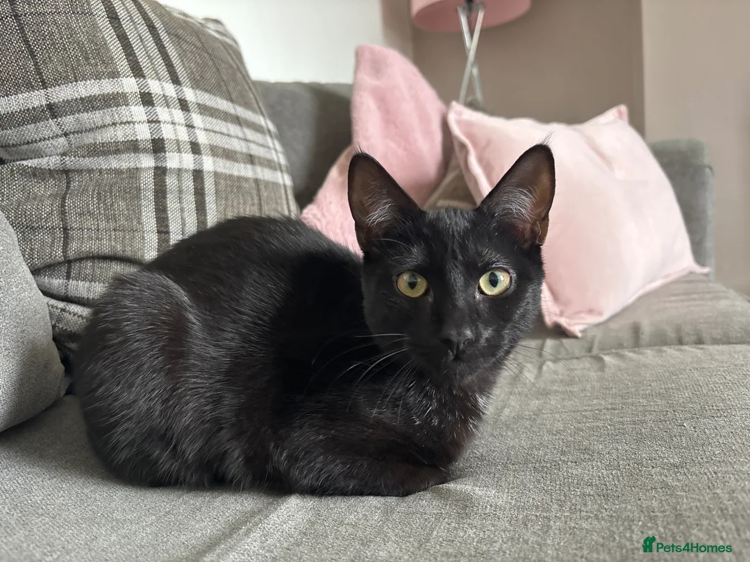 Mixed Breed cats for sale: Pepper - Advert 2