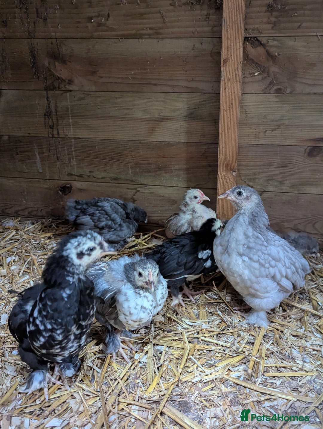 Chickens poultry for sale: Bantam chicks - Image 3