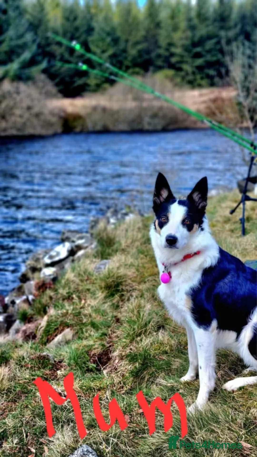 Border Collie dogs for sale: Litter of 6 beautiful male border collie puppies. - Advert 1