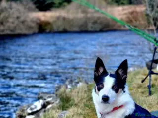 Border Collie dogs Litter of 6 beautiful male border collie puppies. - Advert 2
