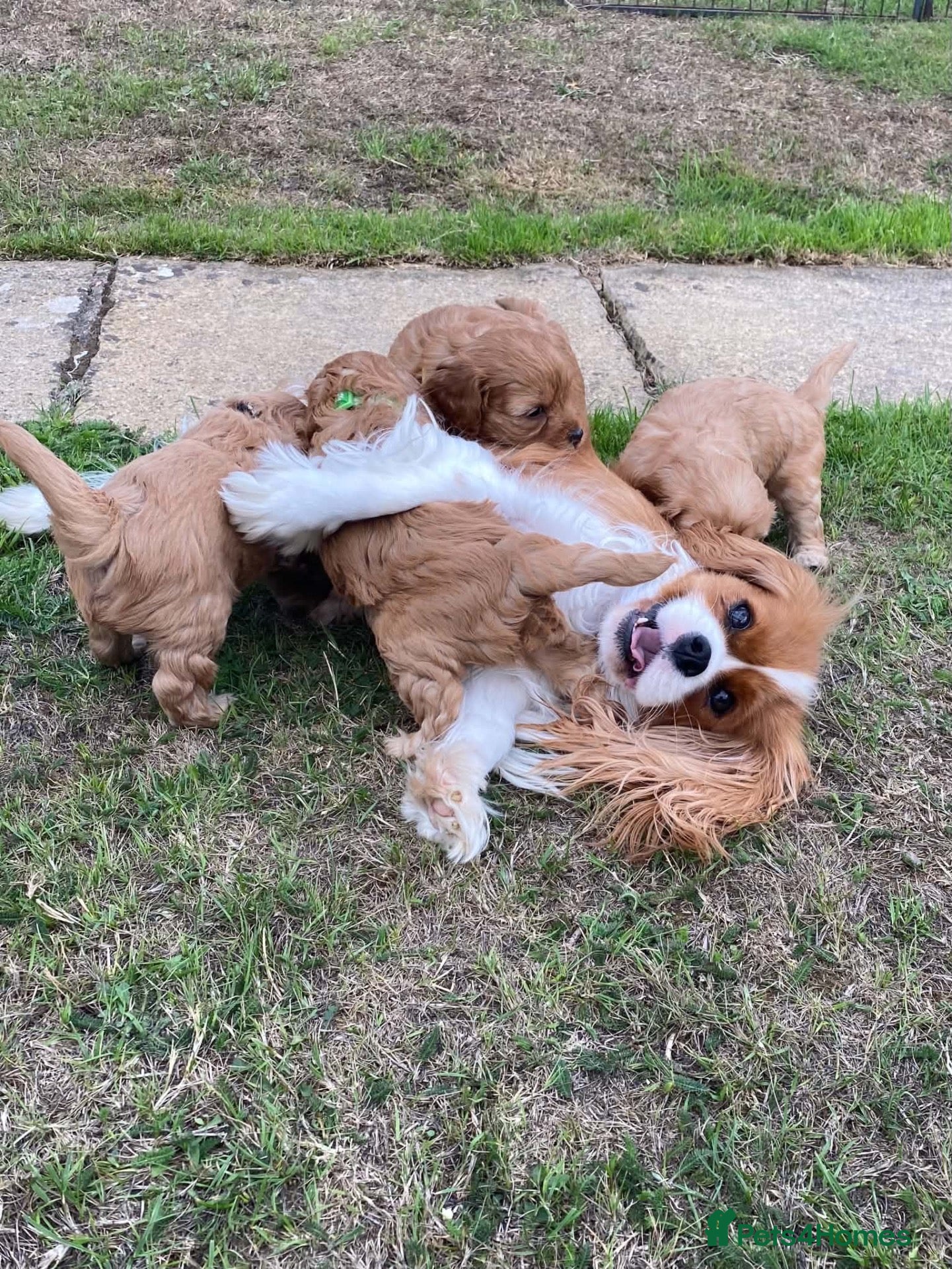 Cavapoo dogs Quality health tested Cavapoos puppies. - Advert 1