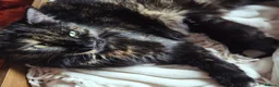 Mixed Breed cats for sale: 5 gorgeous mixed breed kittens for sale Halloween  - Advert 3