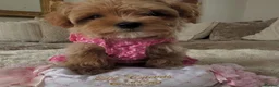 Maltipoo dogs for sale: ✨👑MALTIPOO PUPPIES 👑✨PARENTS KC✨HEALTH TESTED ✨ - Advert 8