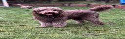 Labradoodle dogs for sale: Multi generation chocolate labradoodle puppies  - Advert 7