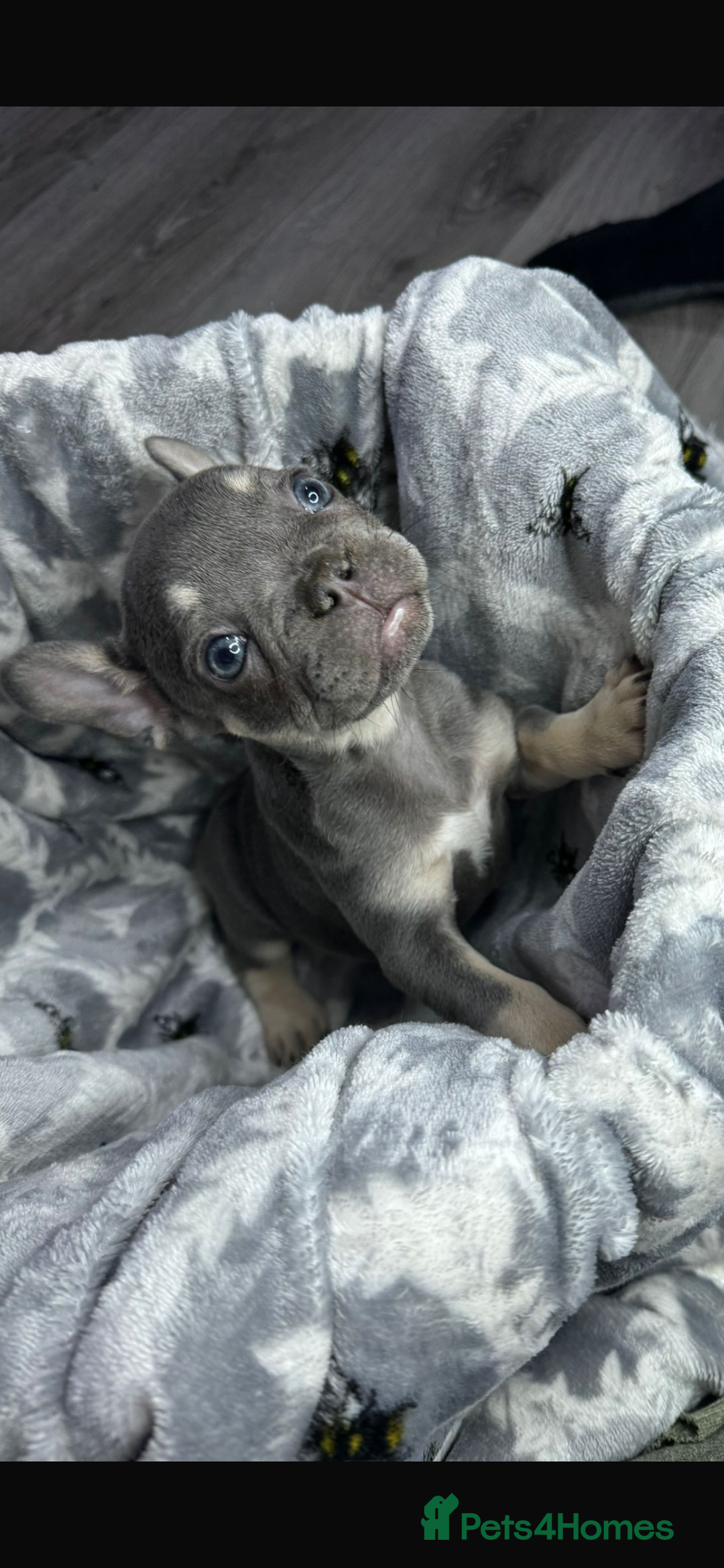 French Bulldog dogs for sale: fluffy French bulldogs  - Image 9