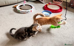 Mixed Breed cats for sale: Adorable bengal & tabby mix kittens - Image 19