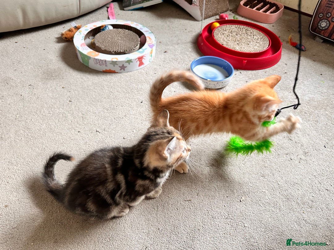 Mixed Breed cats for sale: Adorable bengal & tabby mix kittens - Image 19