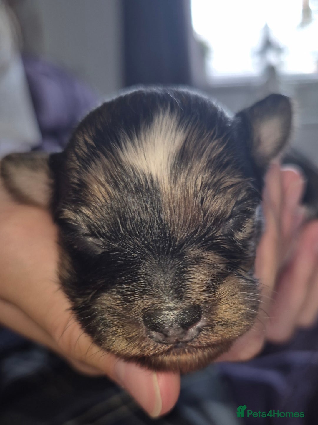 Mixed Breed dogs for sale: Cockapoochis For Sale - Image 4