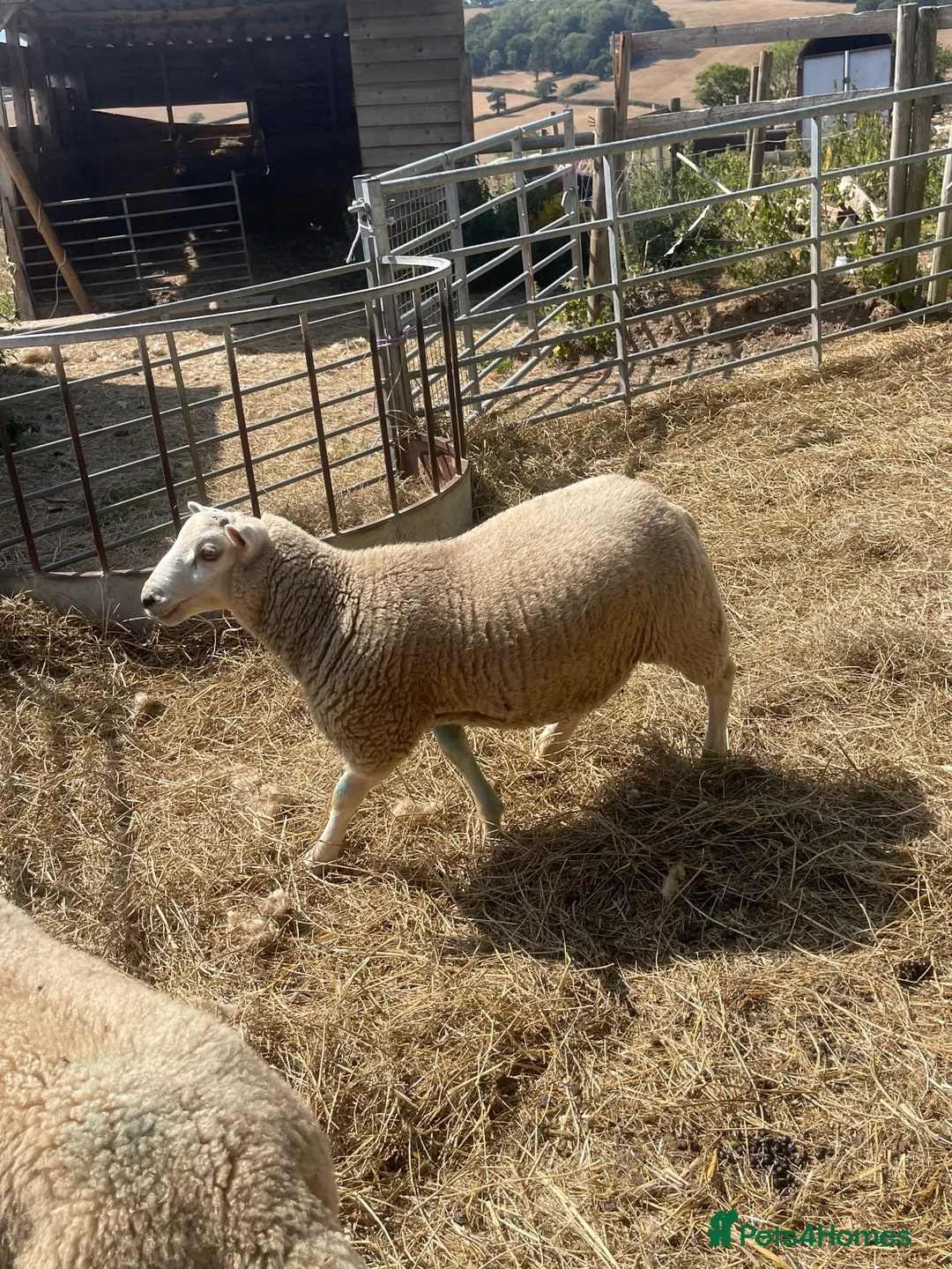 Sheep livestock for sale: Sheep in Sidmouth - Advert 3
