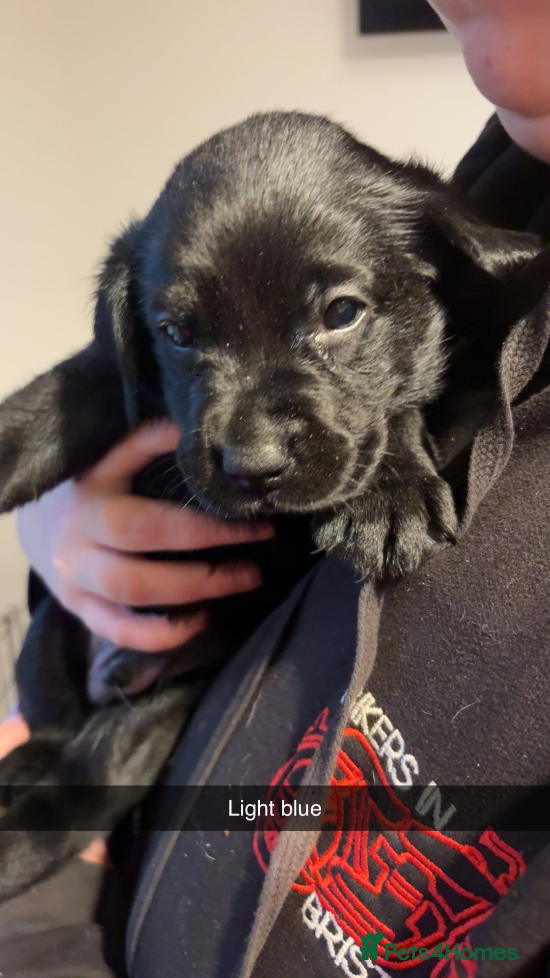 Labrador Retriever dogs for sale: Purebred Labrador  - Advert 7