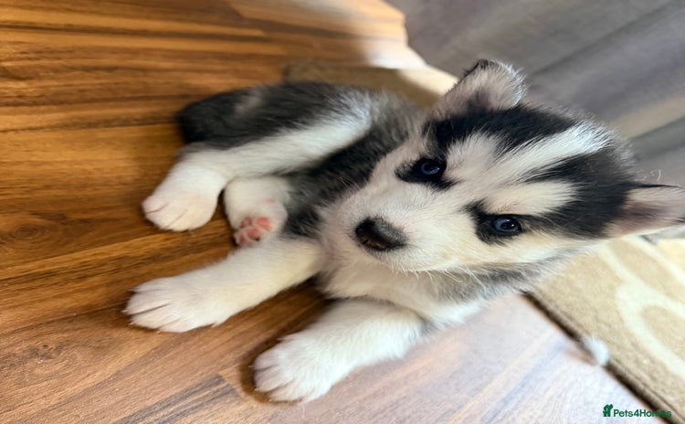 Siberian Husky dogs - Advert 3